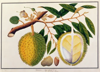 Doorean of Durio Hercorae, uit Tekeningen van Planten uit Malakka, c.1805-18